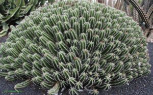 Растительный мир, или флора Земли