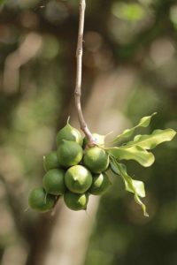 Характеристика растительного мира Австралии