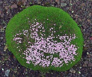 Какие растения встречаются и растут в Южной Америке?