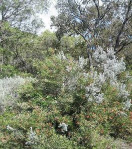 Характеристика растительного мира Австралии