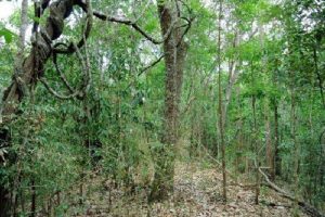 Растительный мир Азии: описание, названия и фото