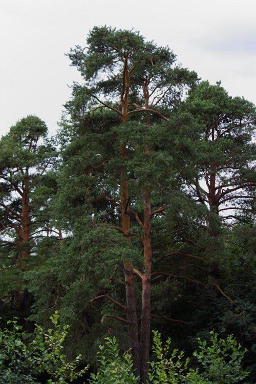 Растительный мир Урала - список, характеристика и фото