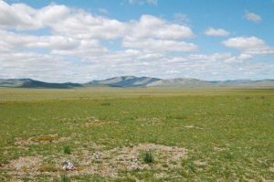 Растительный мир Азии: описание, названия и фото