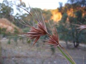 Характеристика растительного мира Австралии