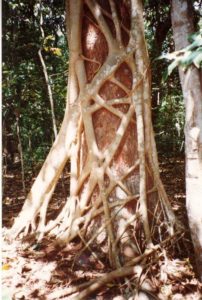 Растения Африки: характеристика, примеры, описание и фото