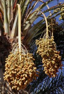 Растения Африки: характеристика, примеры, описание и фото