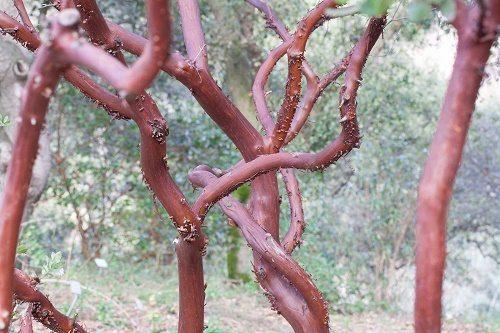 Растительный мир Северной Америки: особенности и список видов растений