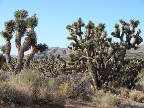 Растительный мир Северной Америки: особенности и список видов растений