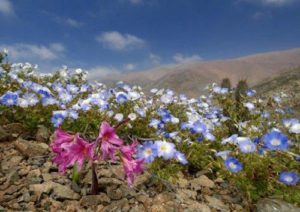 Какие растения встречаются и растут в Южной Америке?