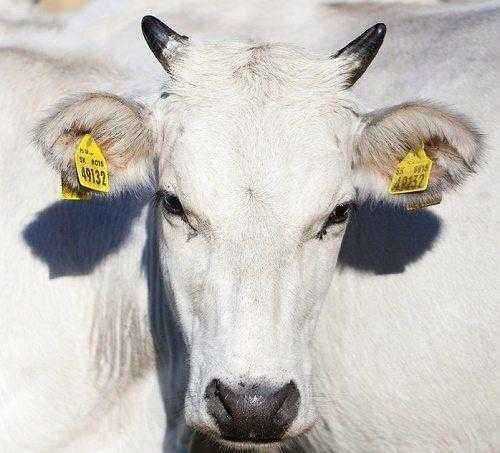 Основные газы, которые приводят к парниковому эффекту