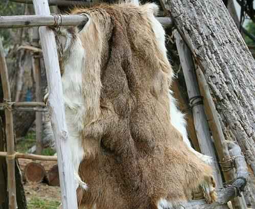 Глобальные проблемы леса и пути их решения