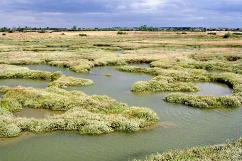 Естественная (природная) экосистема - описание, признаки, виды и примеры
