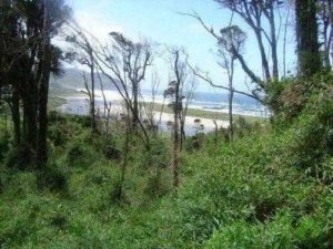 Какие растения встречаются и растут в Южной Америке?