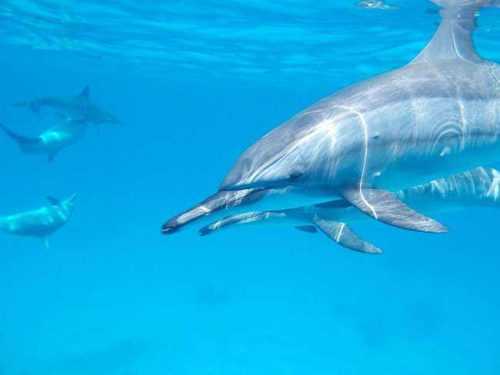 Интересные факты про животных для детей