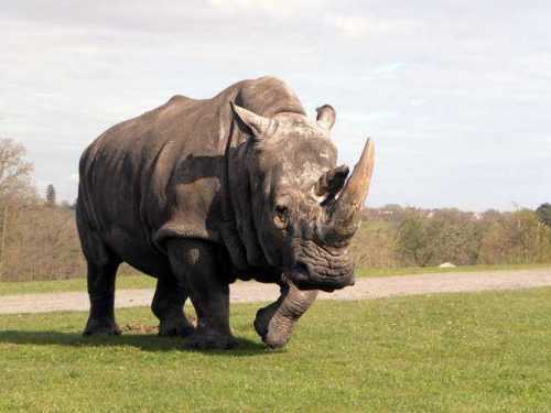 Какие виды животных самые опасные на Земле - список, характеристика и фото
