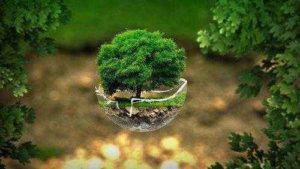 Растительный мир, или флора Земли