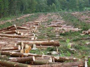 Растительный мир, или флора Земли