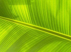 Хлоропласты: роль в процессе фотосинтеза и структура