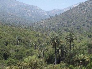 Какие растения встречаются и растут в Южной Америке?