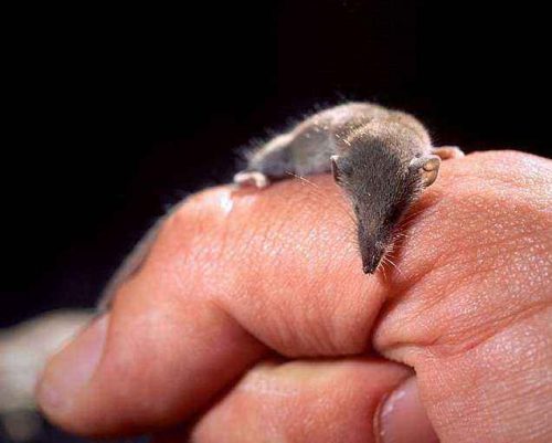 Какие виды животных самые маленькие на Земле - список, характеристика и фото