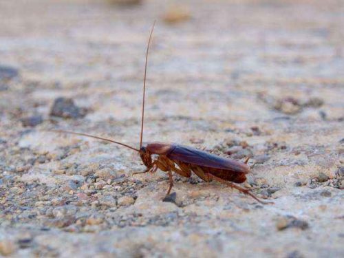 Какие насекомые смертельно опасные для человека - список, фото и описания