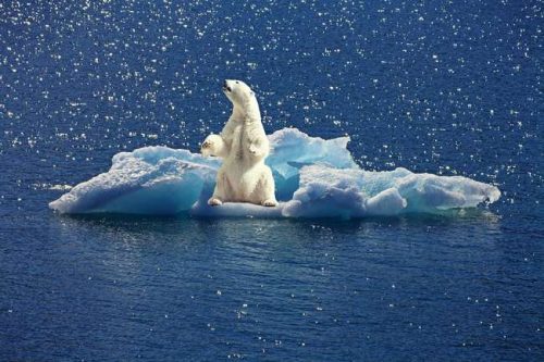 Доклад-сообщение на тему: “Белый медведь”