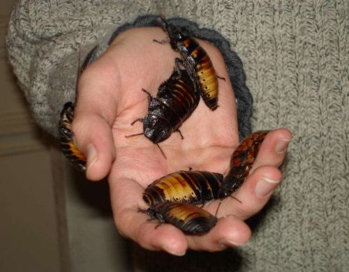 Интересные факты про животных для детей