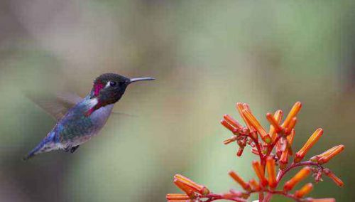 Какие виды животных самые маленькие на Земле - список, характеристика и фото
