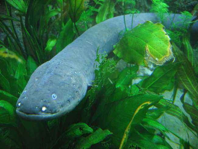 ТОП-16 смертоносных и ядовитых рыб на Земле