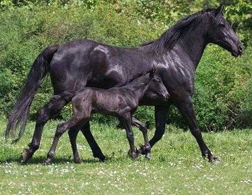 В каких странах мира какие животные считаются священными?