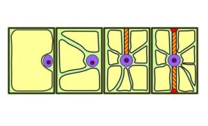 Краткое описание стадий и схемы деления клеток посредством митоза