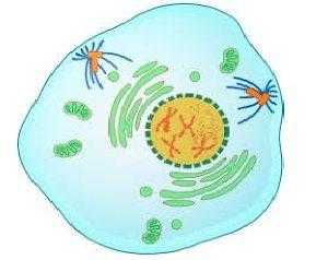 Краткое описание стадий и схемы деления клеток посредством митоза