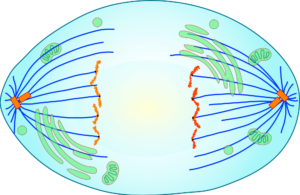 Краткое описание стадий и схемы деления клеток посредством митоза