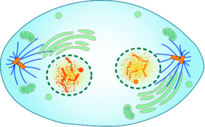 Краткое описание стадий и схемы деления клеток посредством митоза