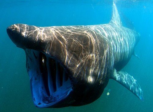 Виды и отряды акул - характеристика, примеры и фото