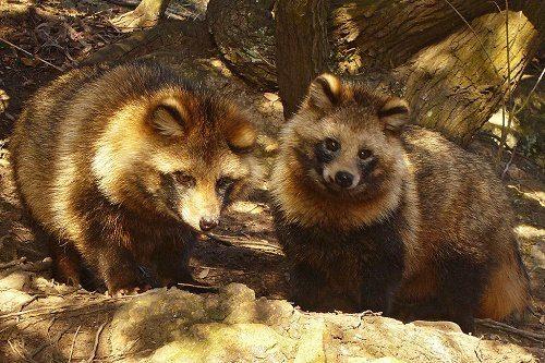 Животный мир Свердловской области - список, характеристика и фото
