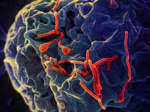 Патогены: основные типы и способы передачи возбудителей инфекции