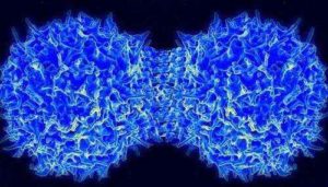 Краткое описание стадий и схемы деления клеток посредством митоза