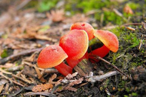 Доклад-сообщение на тему: "Грибы"