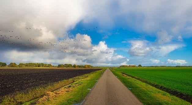 Миграция птиц — основные причины и интересные факты