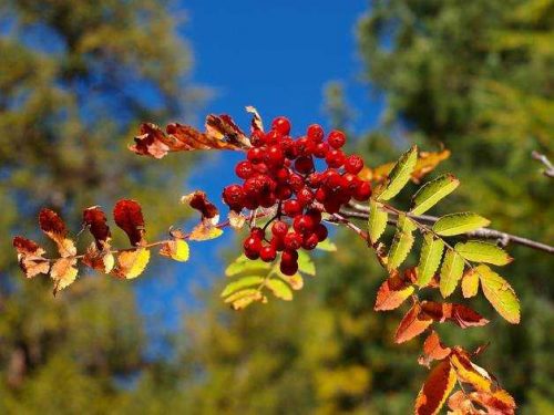 Растительный мир Урала - список, характеристика и фото