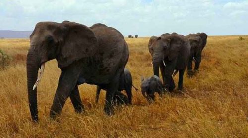 Животные жарких районов мира - особенности, интересные факты и фото