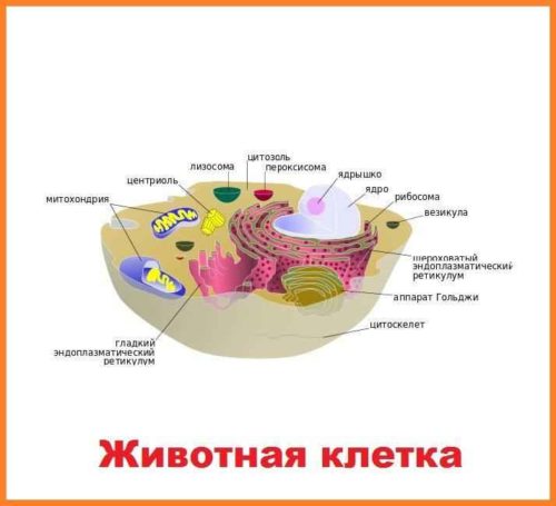 Сравнение строения животных, растительных, грибных и бактериальных клеток