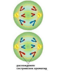 Краткое описание стадий и схемы деления клеток посредством мейоза