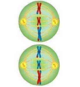 Краткое описание стадий и схемы деления клеток посредством мейоза