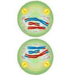 Краткое описание стадий и схемы деления клеток посредством мейоза