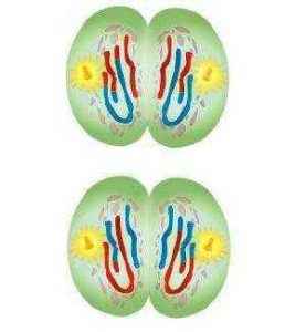 Гаплоидные клетки: процесс образование и количество хромосом