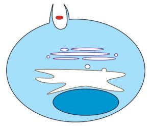 Понятие, механизм и последовательность осуществления фагоцитоза