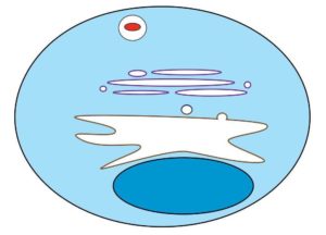 Понятие, механизм и последовательность осуществления фагоцитоза