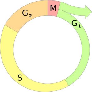 Особенности и последовательность этапов клеточного цикла